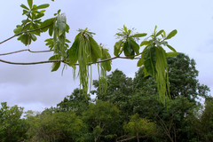 Alstonia macrophylla